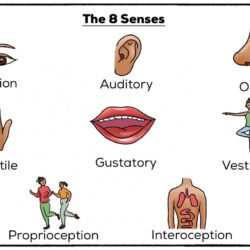 Sen definition