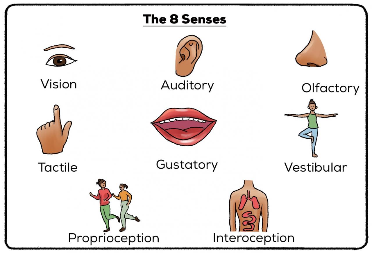 Sen definition